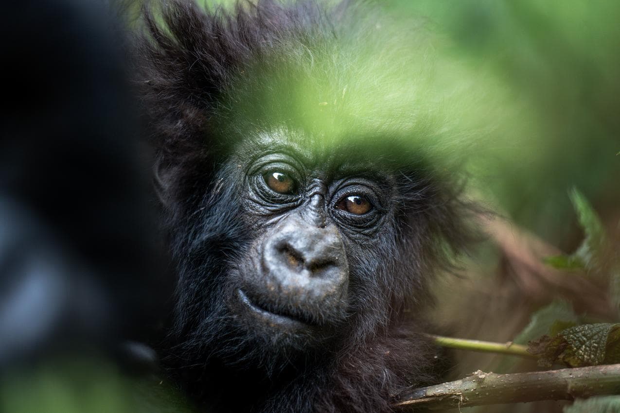 Wilderness Bisate Lodge – Bild 2