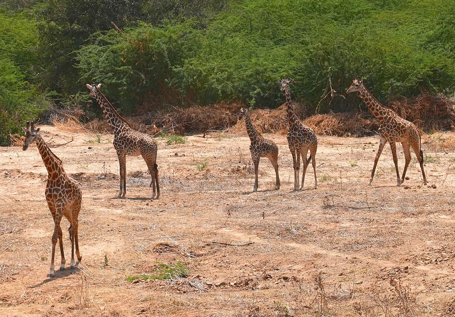 Manyatta Camp – Bild 4