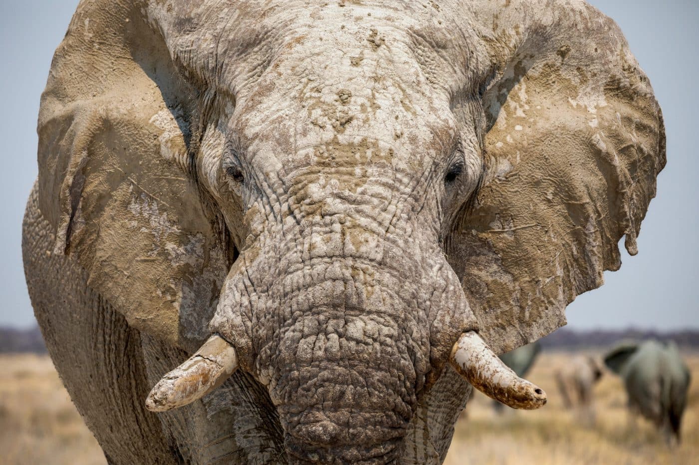 Ongava Lodge – Bild 5