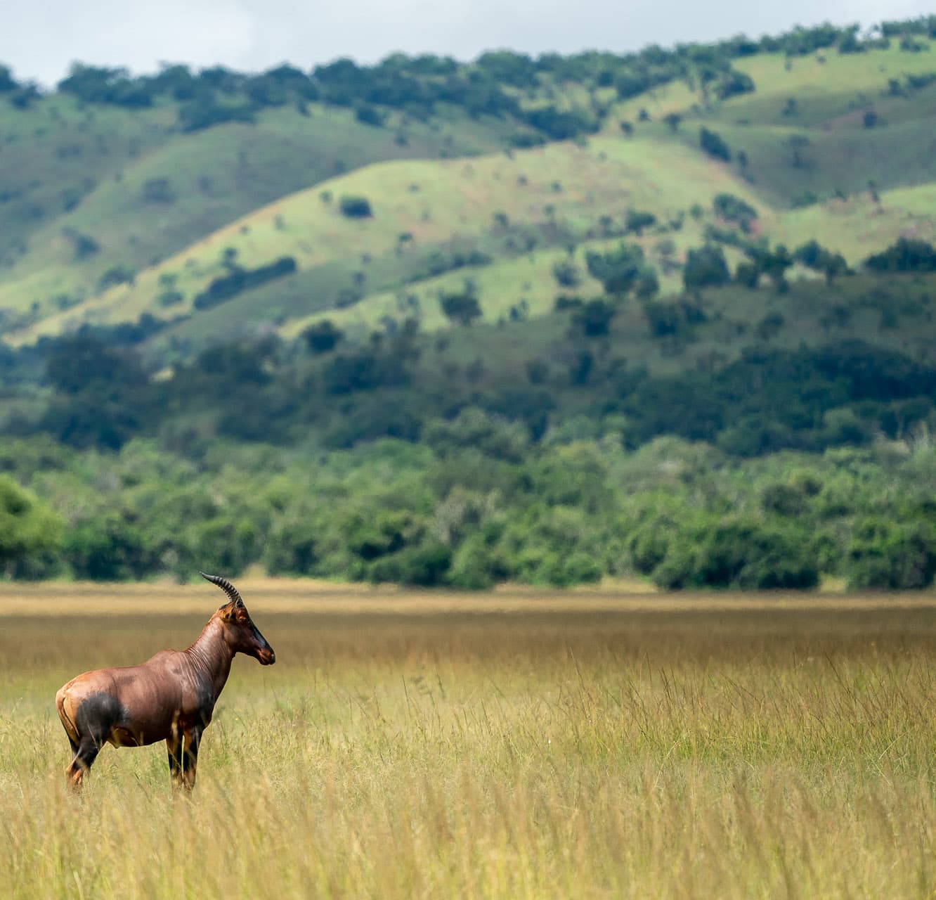 Wilderness Sabyinyo Lodge – Bild 6