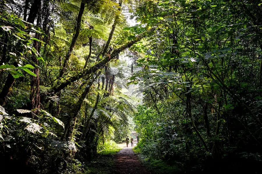 Gorilla Forest Lodge, an A&K Sanctuary – Bild 3