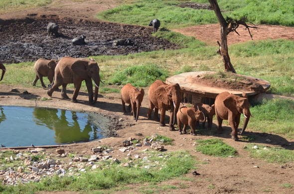Sarova Salt Lick Game Lodge – Bild 8