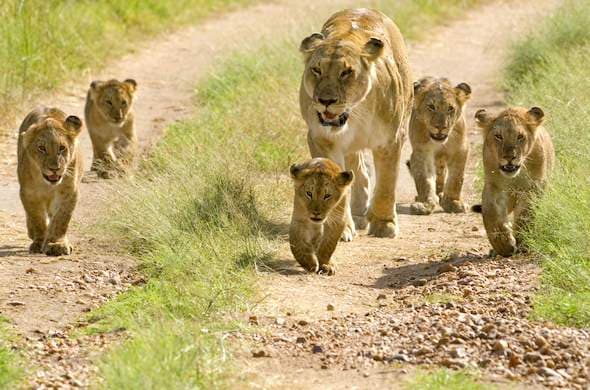 Sarova Salt Lick Game Lodge – Bild 12
