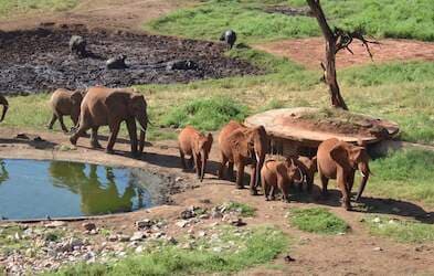 Sarova Salt Lick Game Lodge – Bild 9