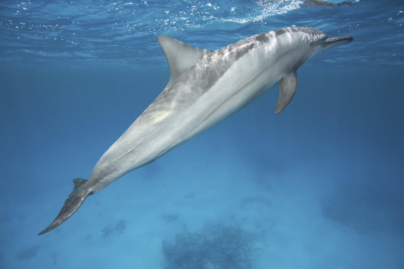Schwimmende Delfine nahe der Wasseroberfläche vor Sansibar
