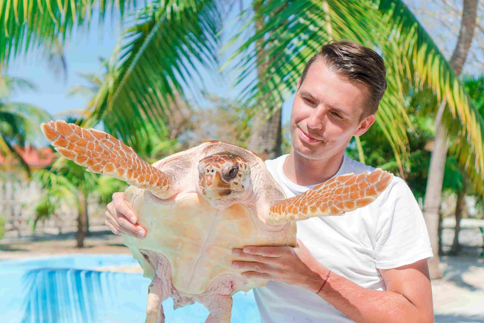 Aldabra-Riesenschildkröte bei der Fütterung auf Prison Island