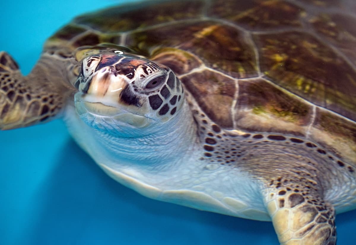 Aldabra-Riesenschildkröten in der Schutzstation auf Prison Island Sansibar