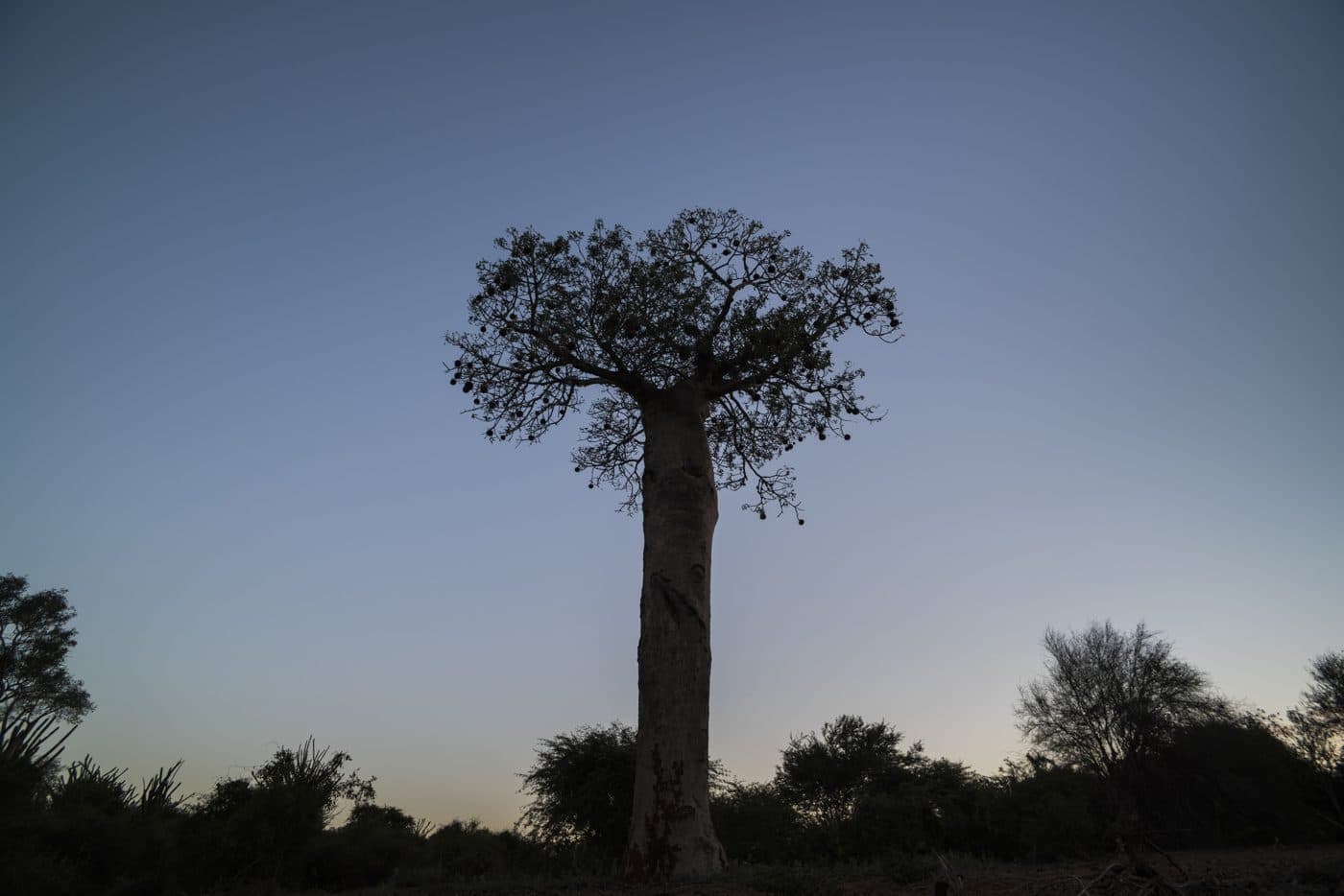 Baobab-Baum in der Abenddämmerung im madagassischen Dornwald