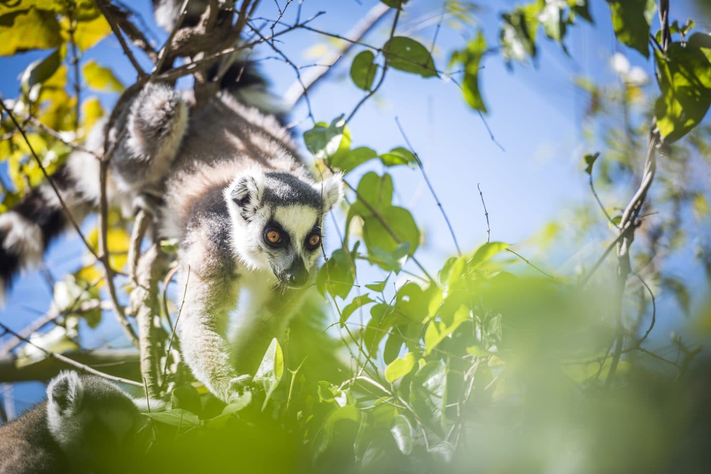 Ringelschwanzmaki in einem Baum in Madagaskar