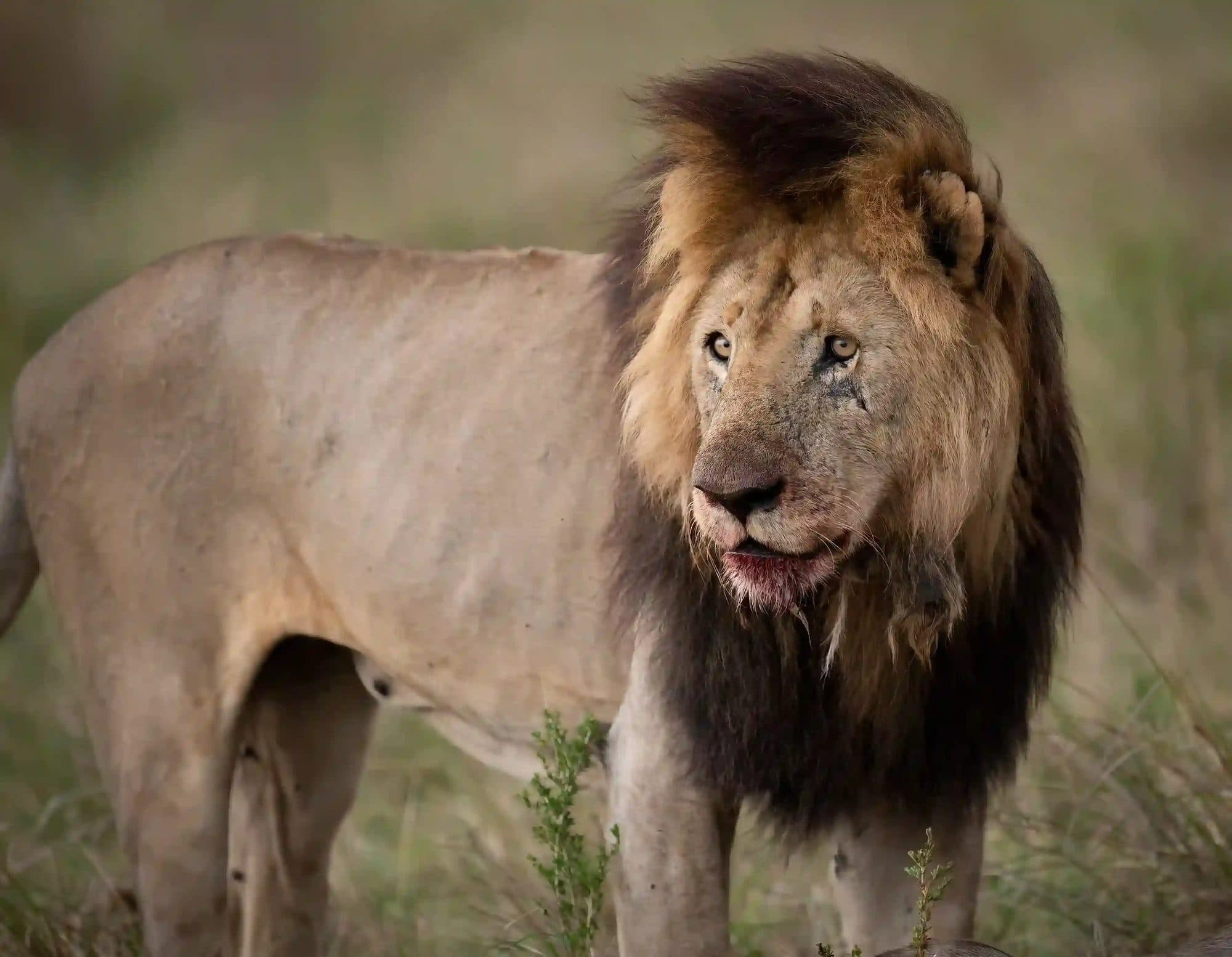 Rivalisierende Löwenkoalitionen im Kampf um Territorium im Sabi Sands Wildreservat