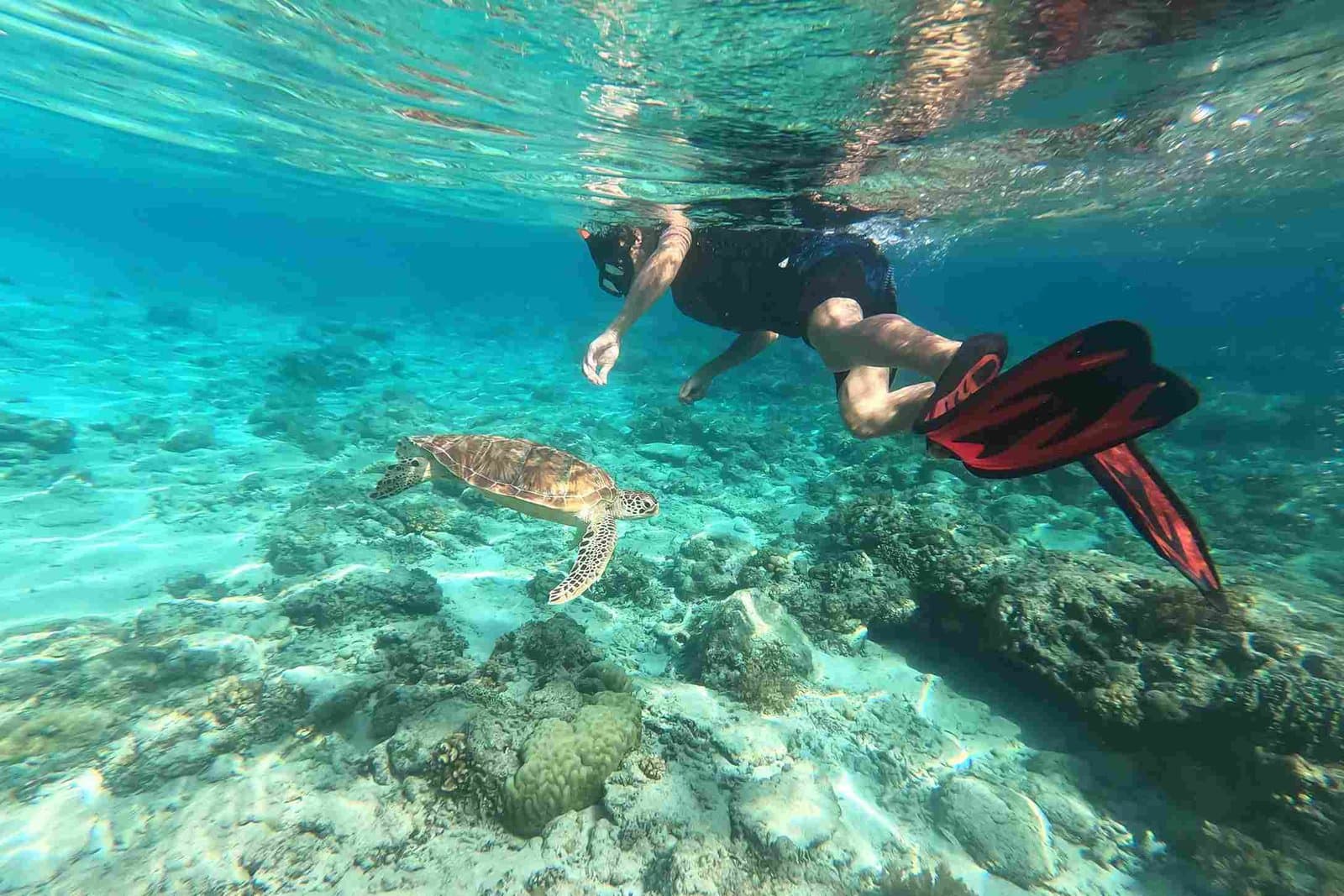 Meeresschildkröte gleitet durch das türkisblaue Wasser des Indischen Ozeans vor Sansibar