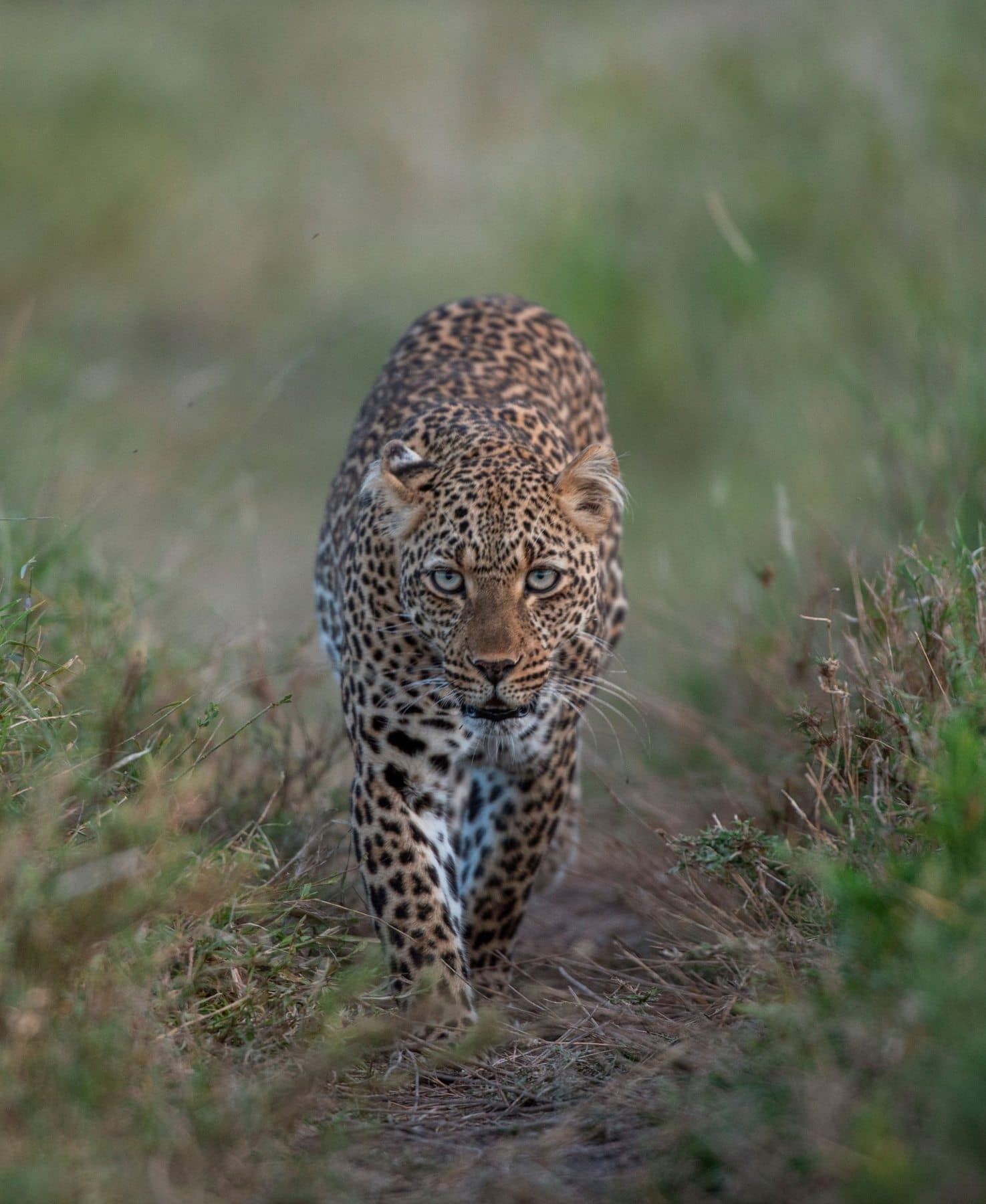 Leopard nähert sich hautnah der Kamera in der Savanne