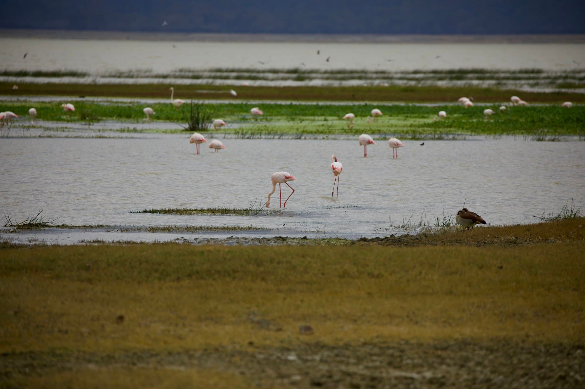 Millionen Flamingos – August bis Oktober