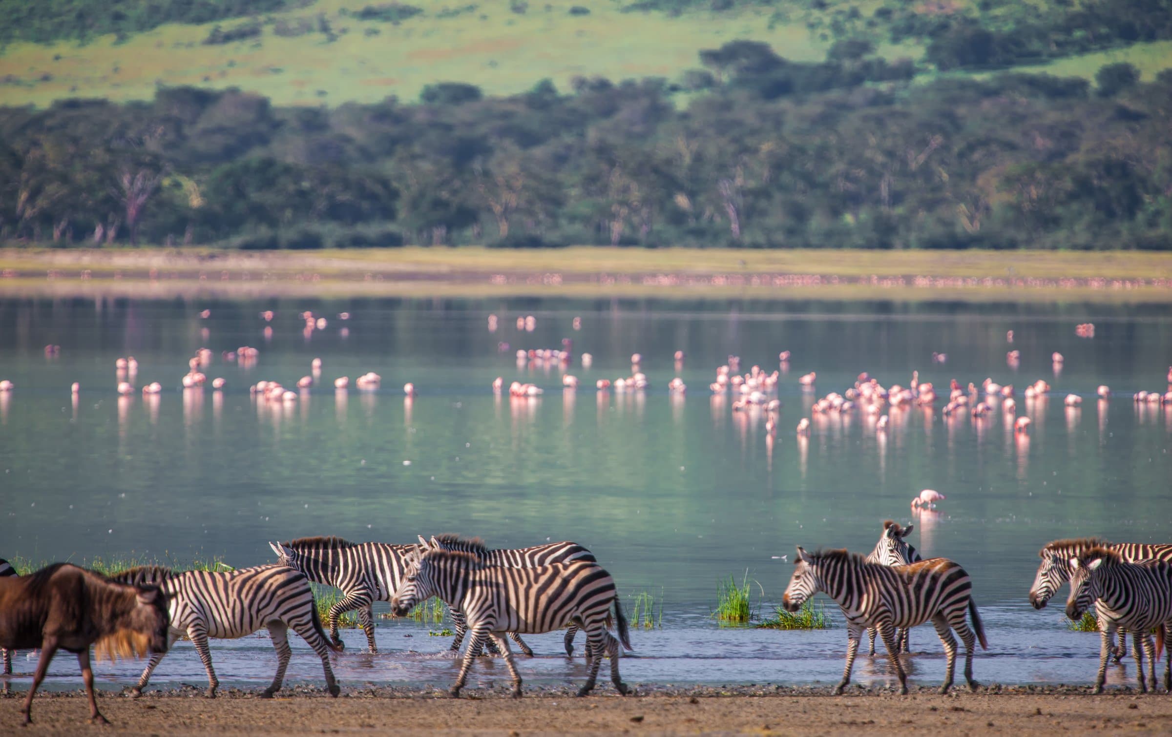 Zwergflamingos im Ngorongoro-Kratersee