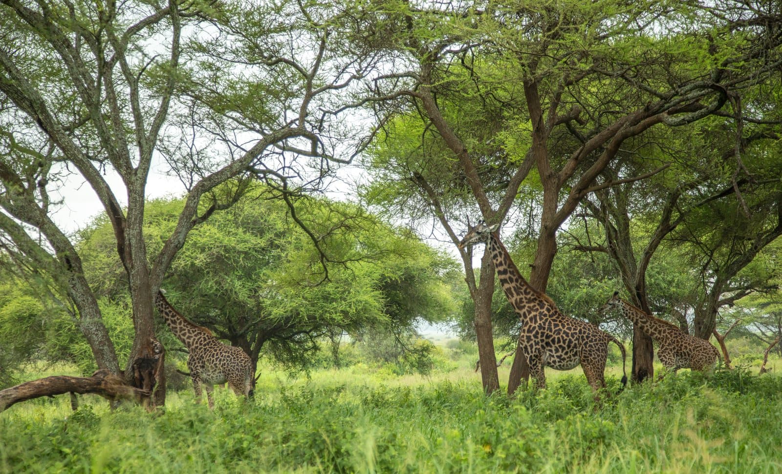 Tarangire-Nationalpark