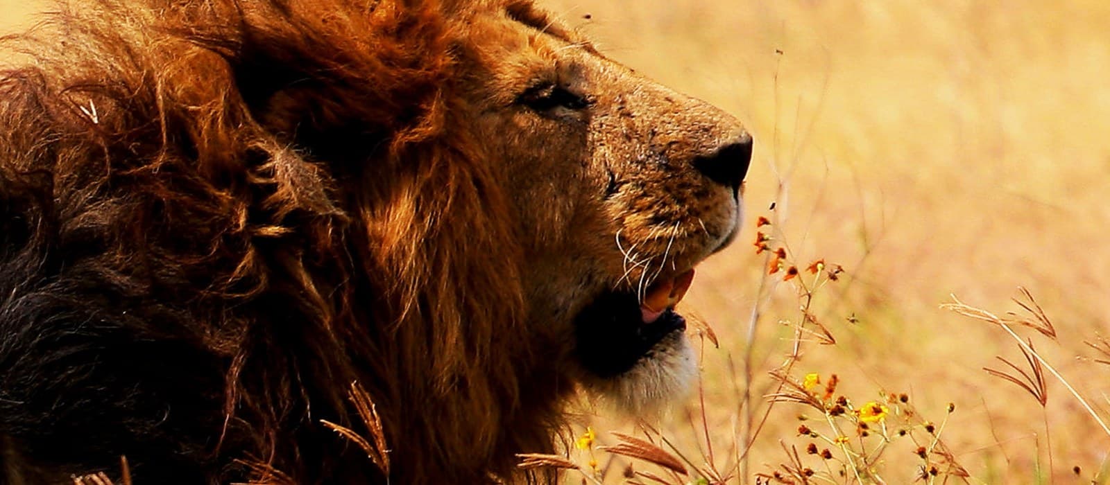 Löwe im goldenen Gras des Ngorongoro-Kraters