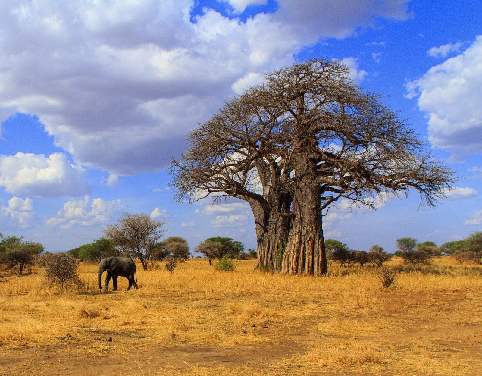 Elefant vor einem Baobab im goldenen Licht des Tarangire