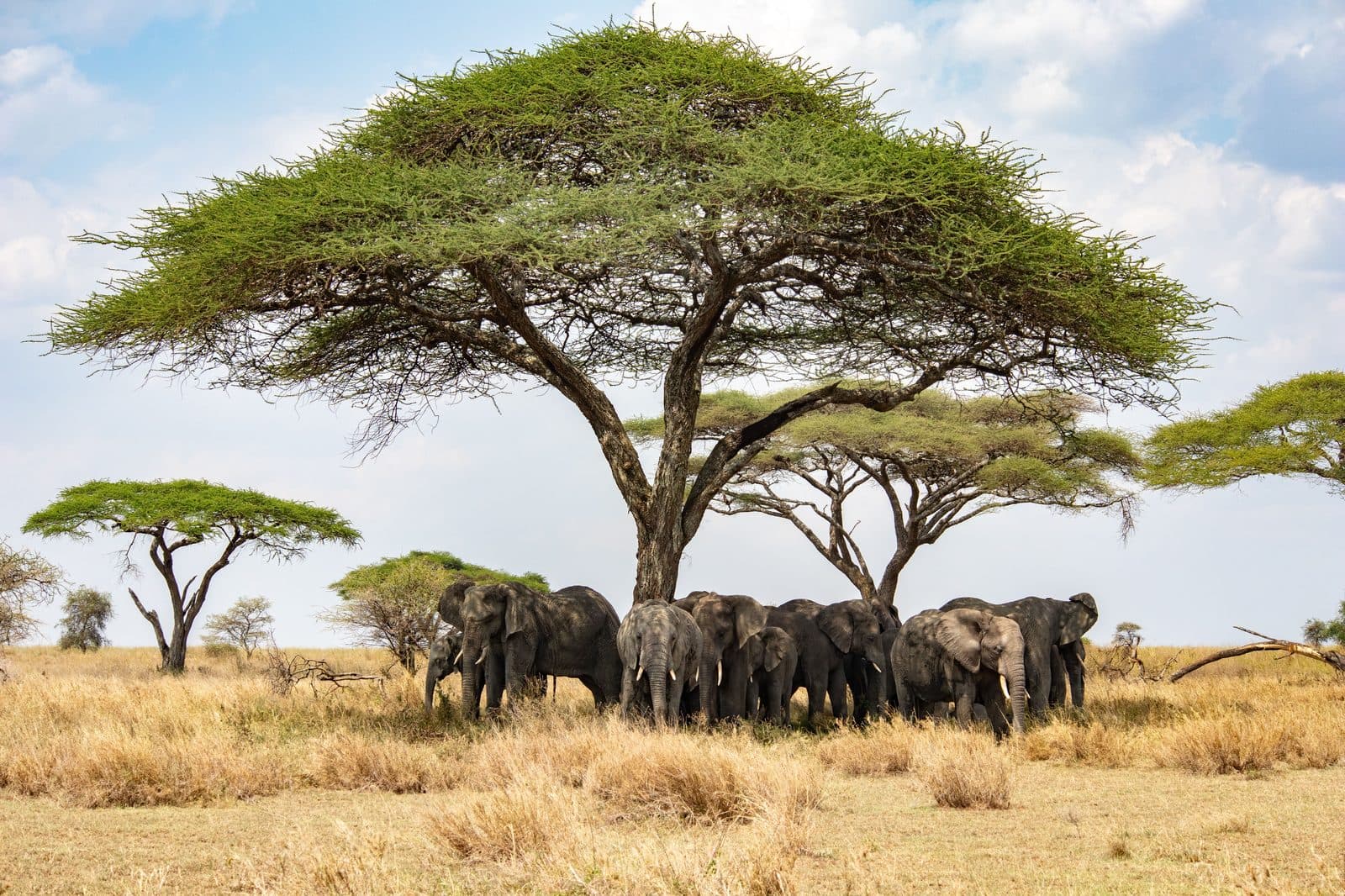 Elefantenfamilie in der afrikanischen Savanne
