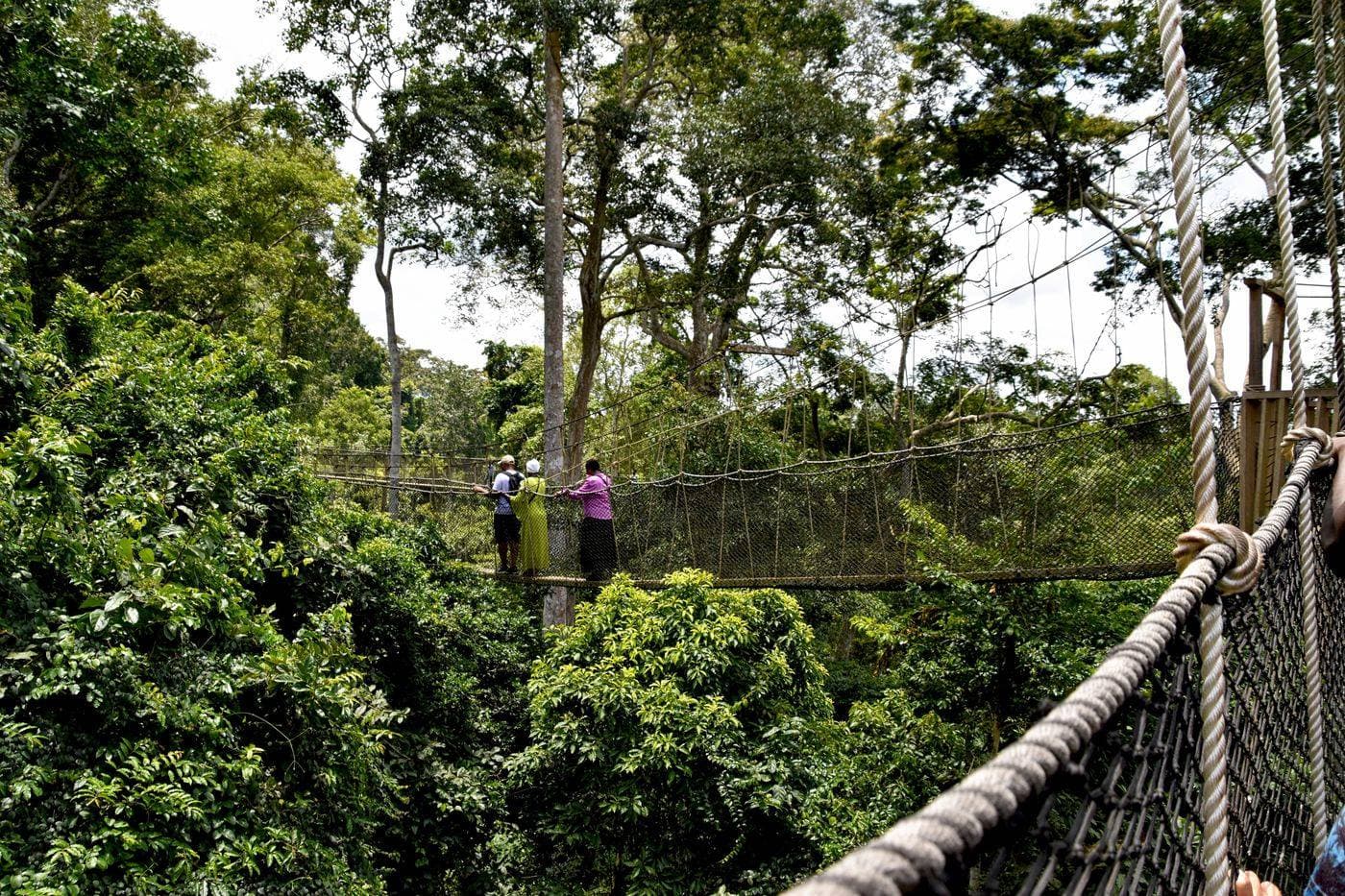 Canopy Walk im Nyungwe-Wald