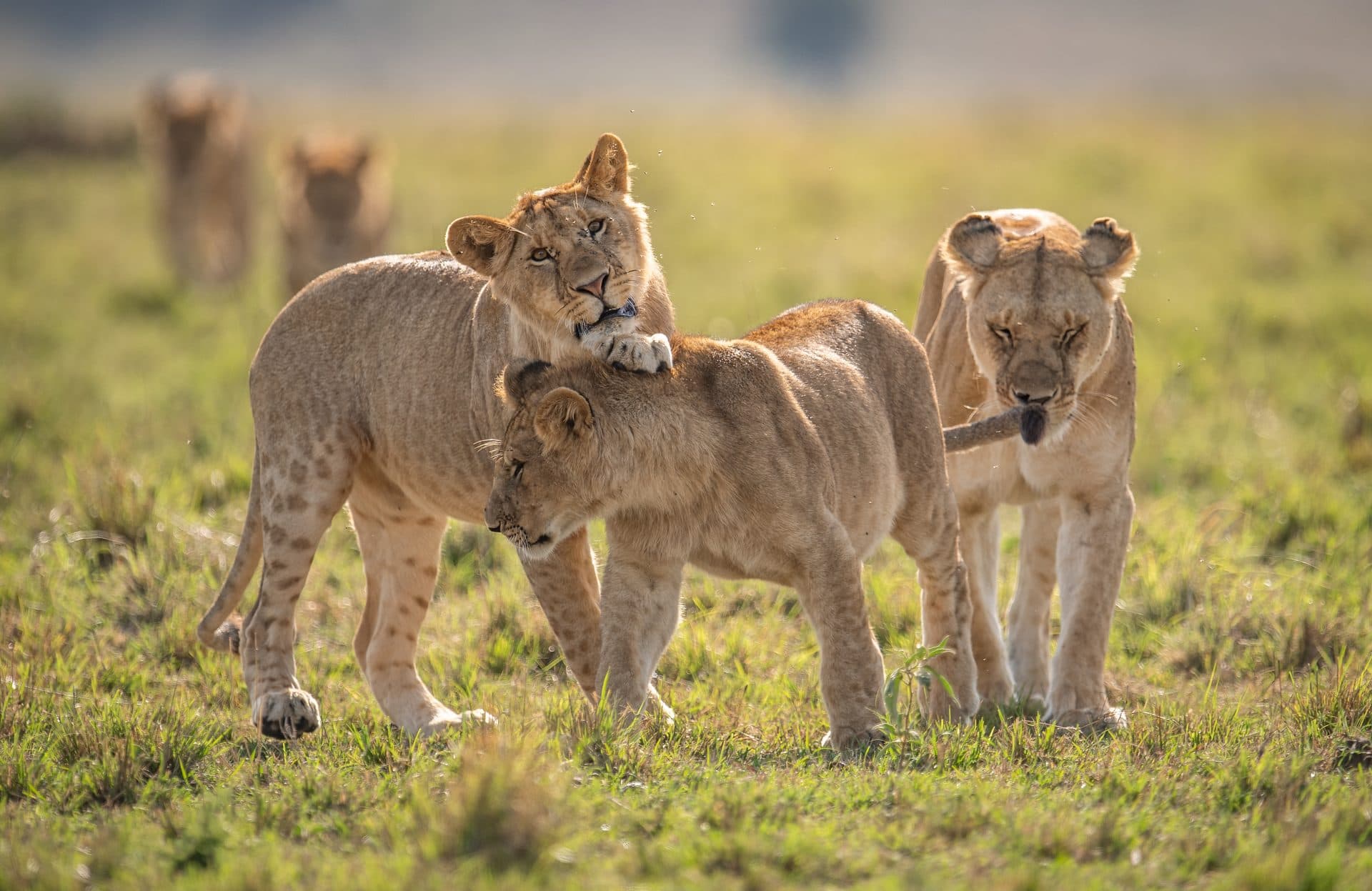Queen Elizabeth Nationalpark