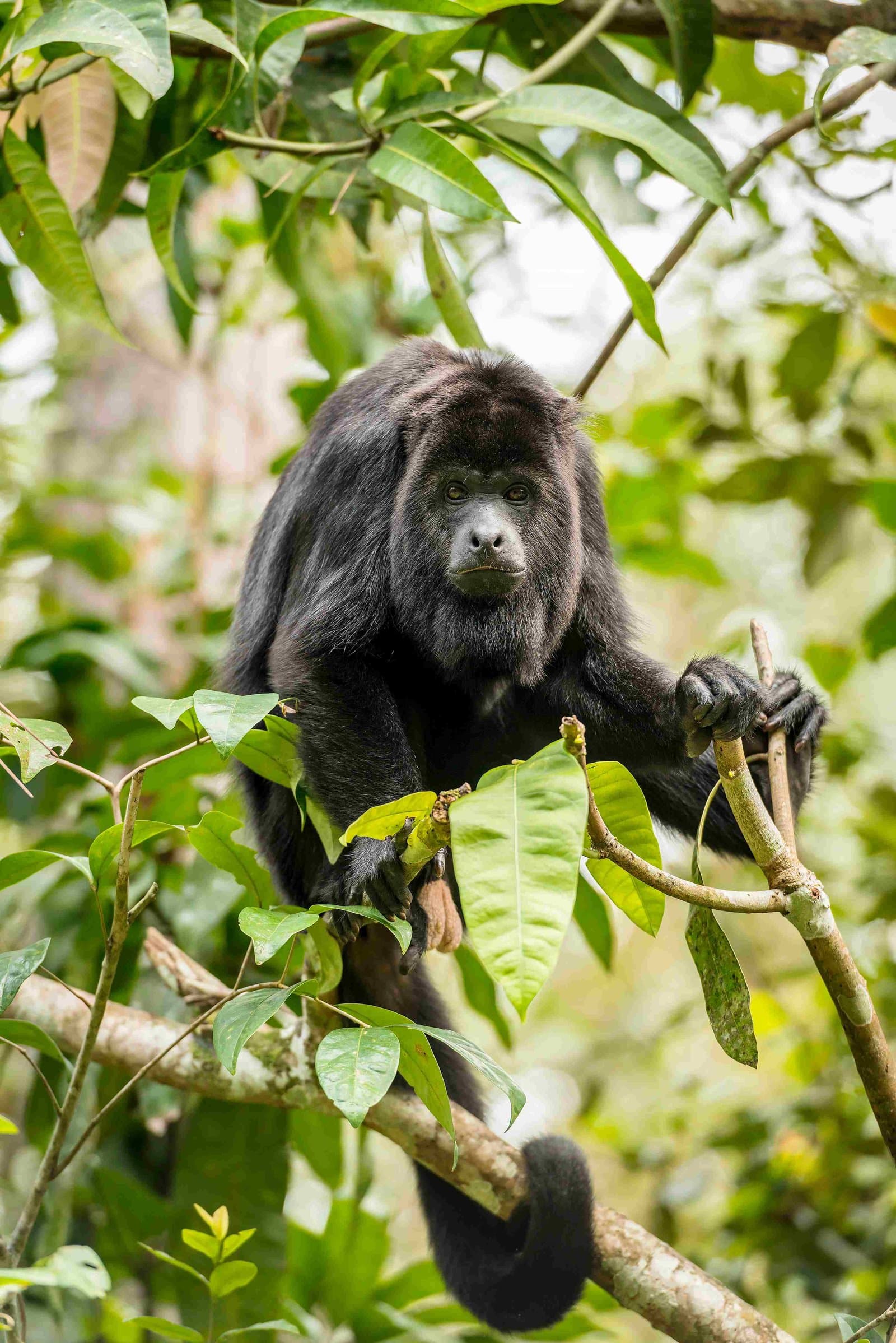 Bwindi Impenetrable Forest