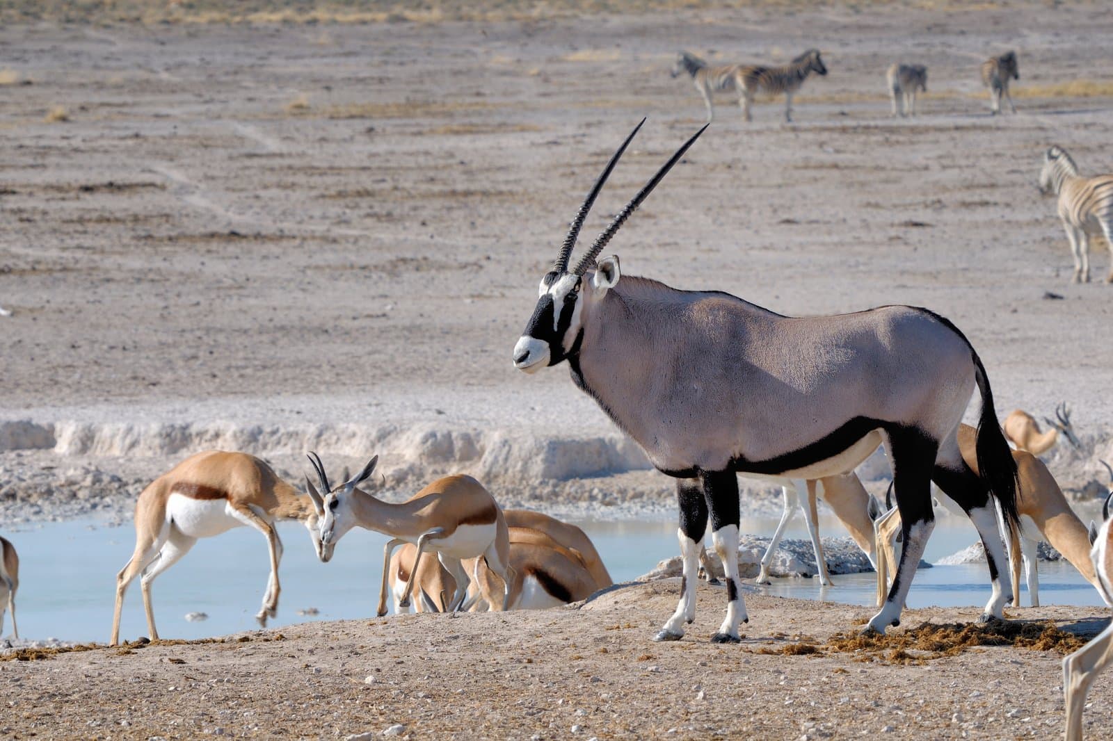 Walking Safari mit Trackern