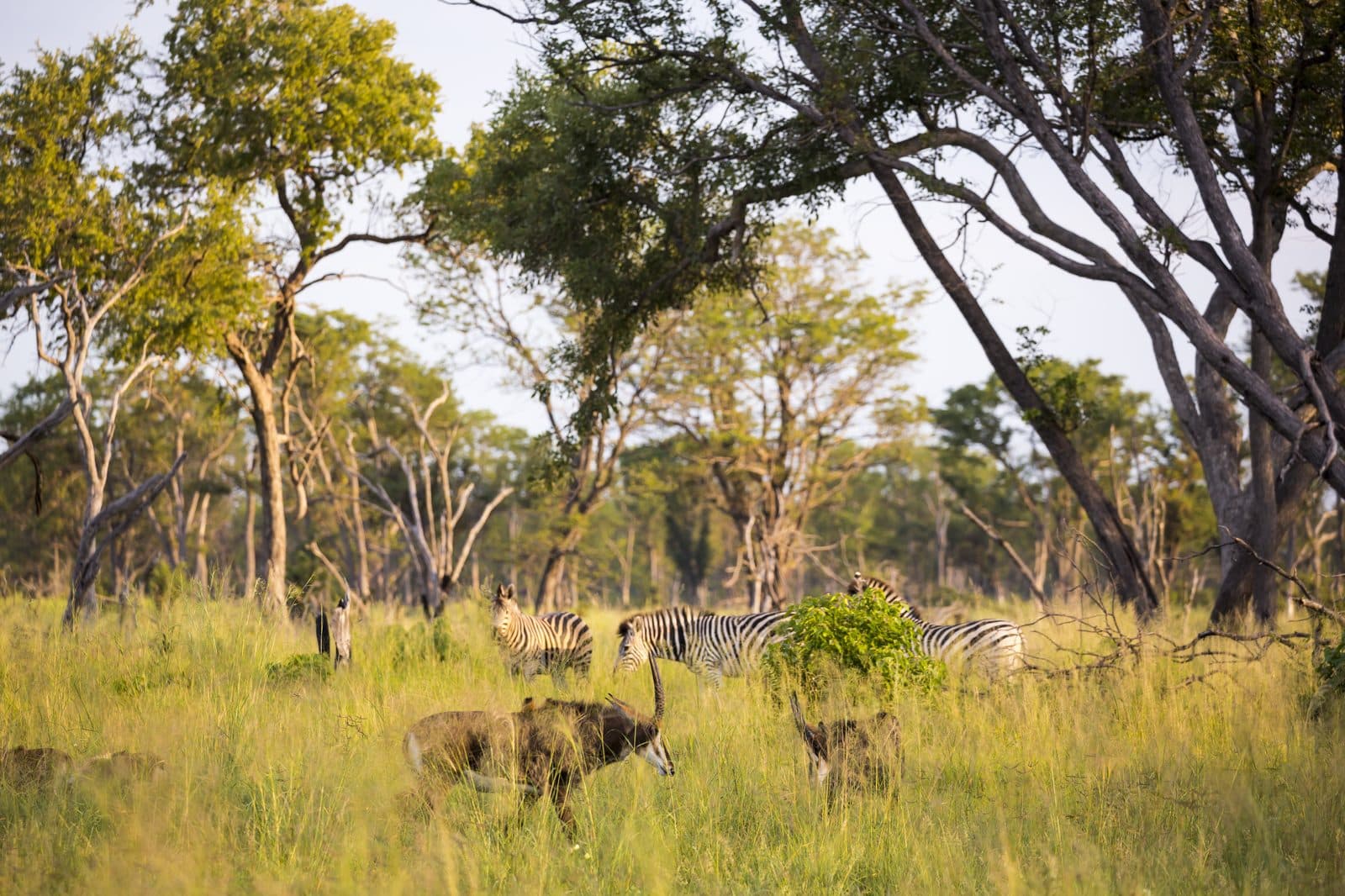 Walking Safari mit Trackern