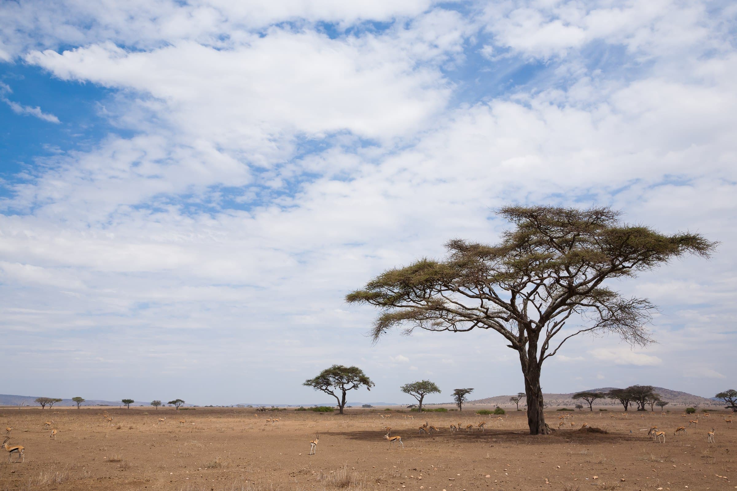 Akazienbaum in der Serengeti-Savanne bei Tageslicht mit grasenden Gazellen — jede Jahreszeit zeigt Tansania von einer anderen Seite