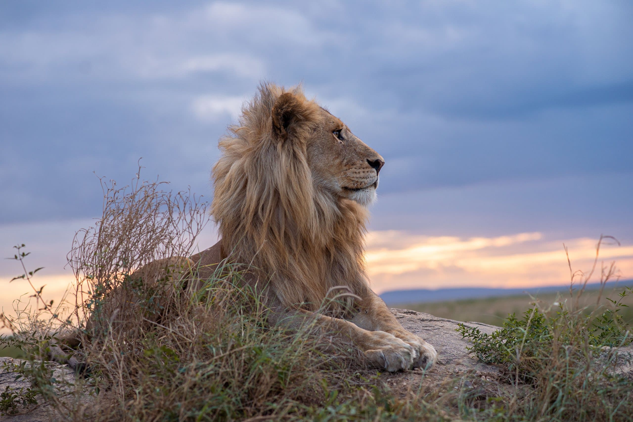 Männlicher Löwe ruht bei Sonnenuntergang auf einem Felsen in der Serengeti