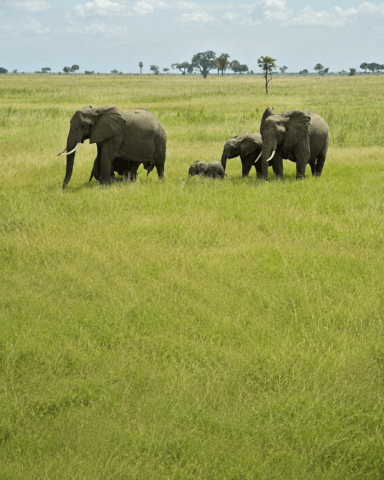 Tarangire Nationalpark