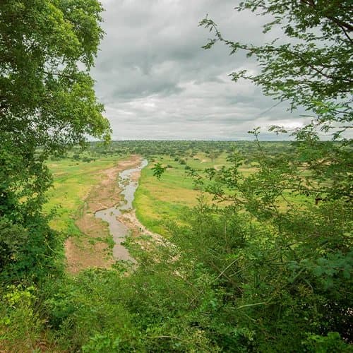 Tarangire Savanne mit Baobab-Bäumen und Elefanten