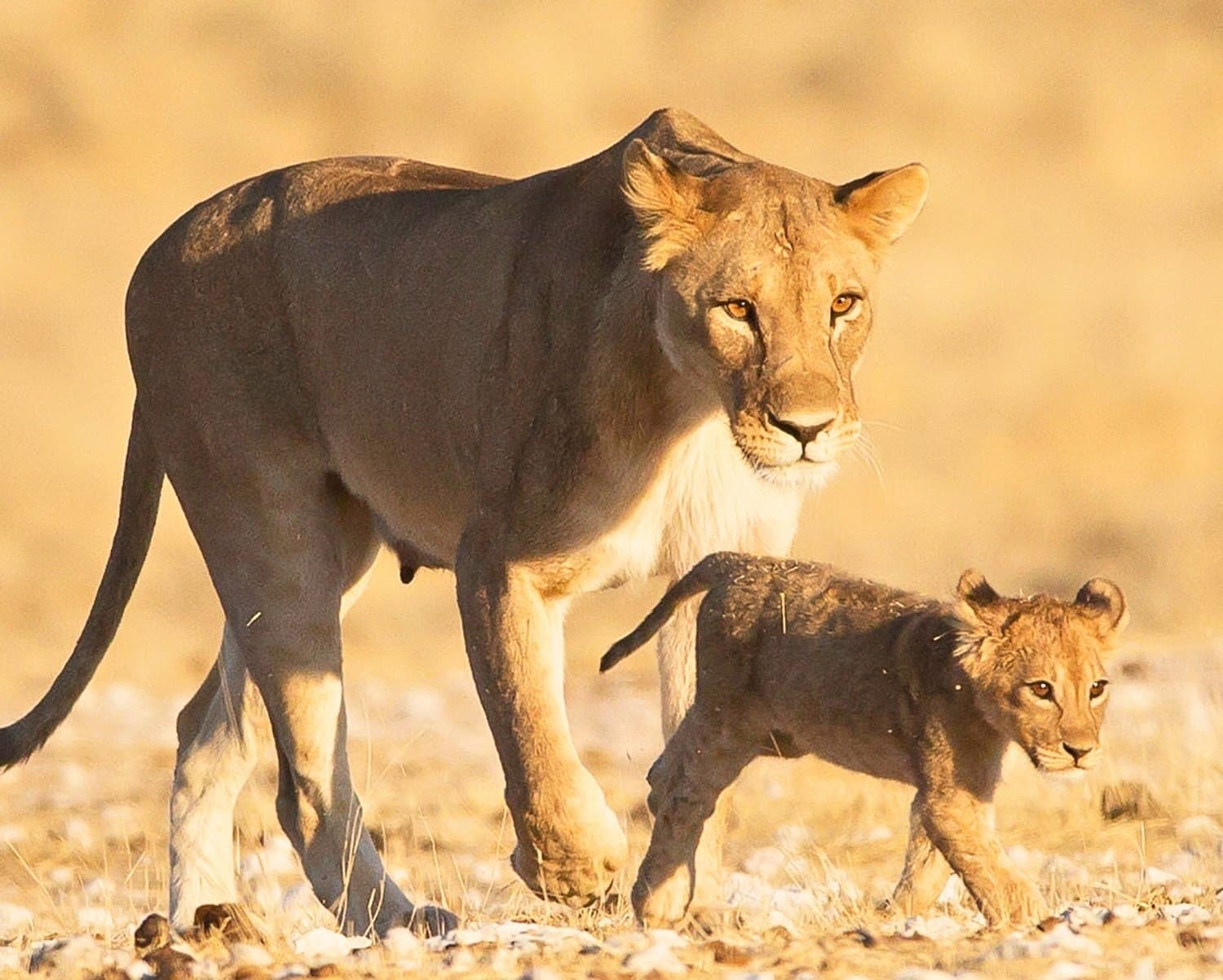 Safari-Lodge in der Serengeti – Tansania Reiseabenteuer App zeigt Unterkunftsdetails und Tagesabläufe