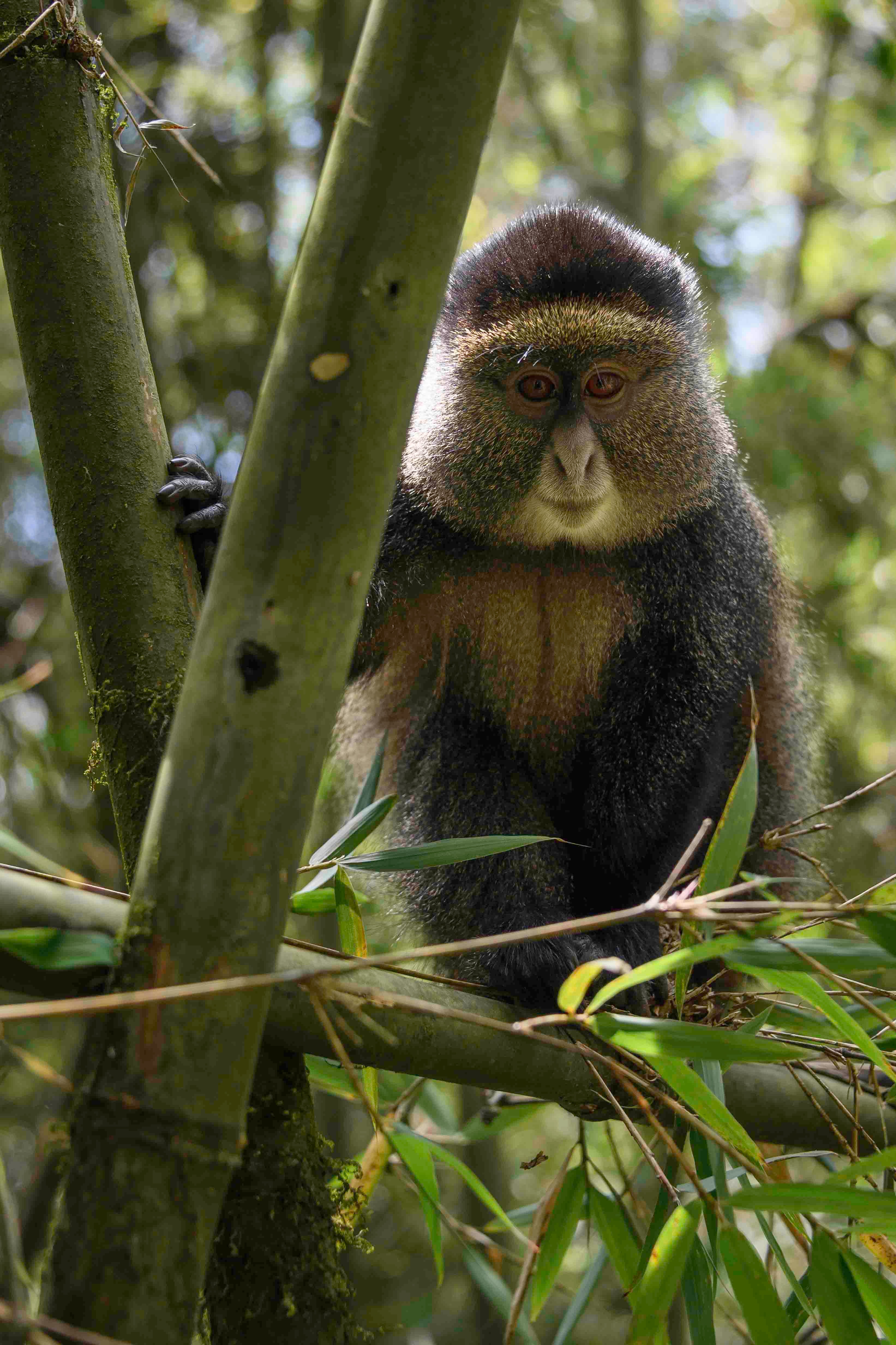 Wilderness Bisate Lodge – Bild 6