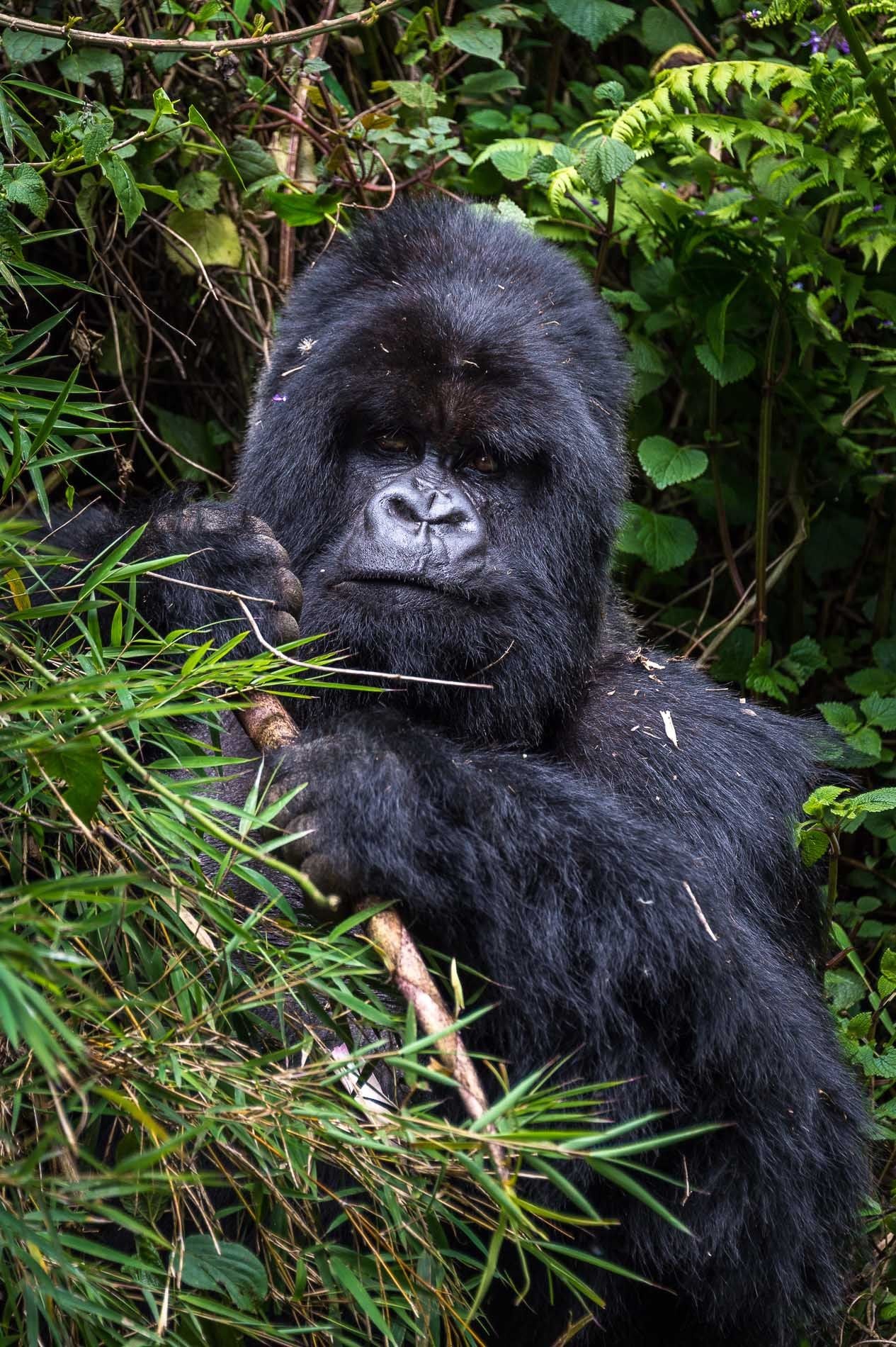 Wilderness Bisate Lodge – Bild 7