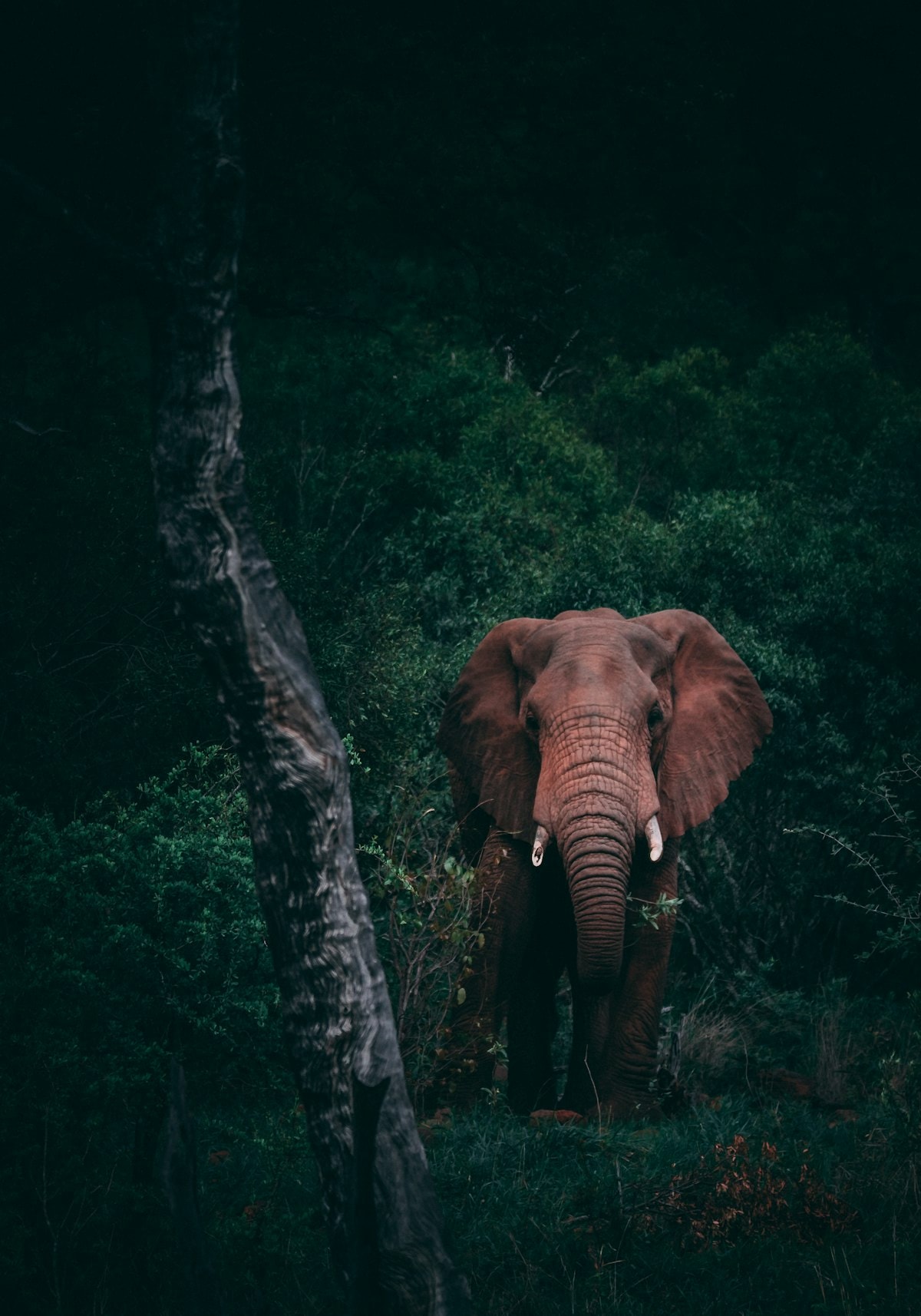 Ngorongoro Coffee Lodge – Bild 3
