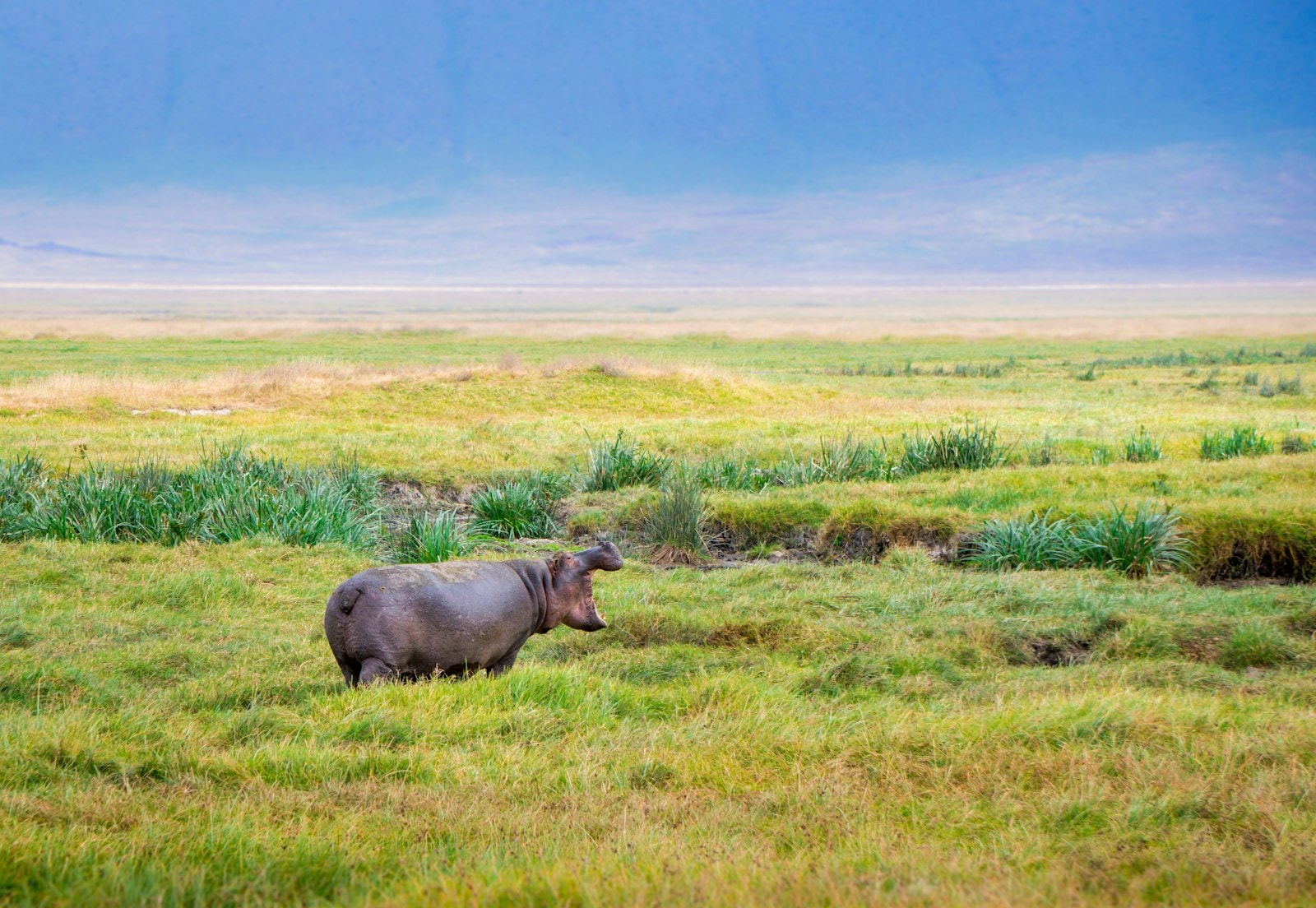 Ngorongoro Coffee Lodge