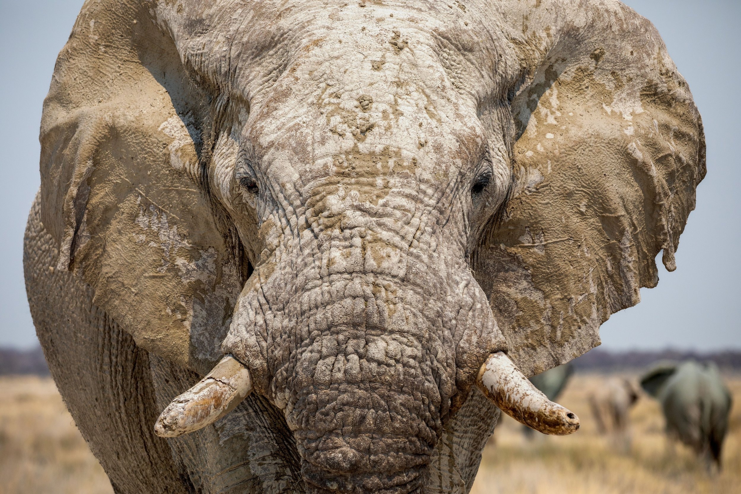 Ongava Lodge – Bild 5