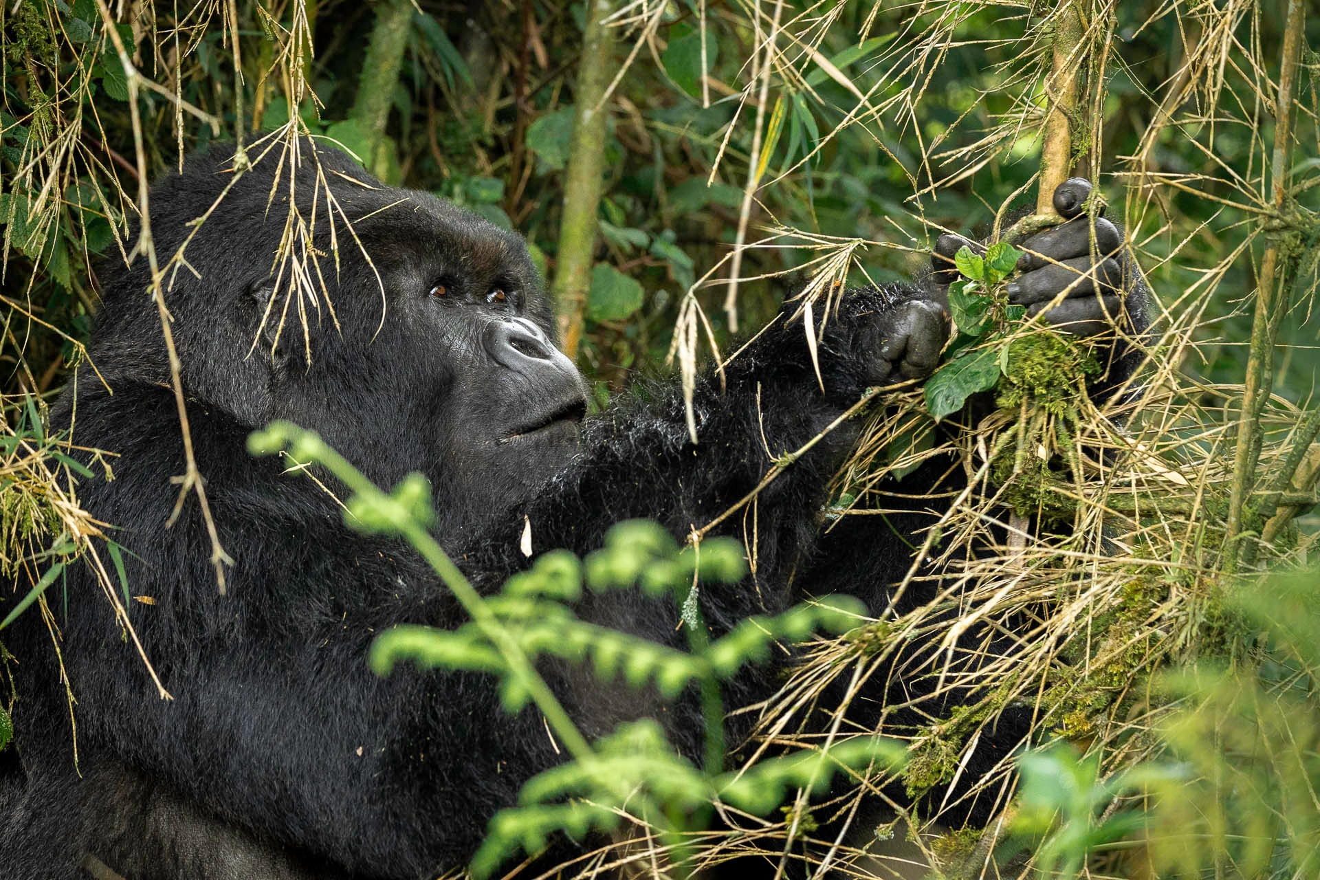 Wilderness Sabyinyo Lodge – Bild 5
