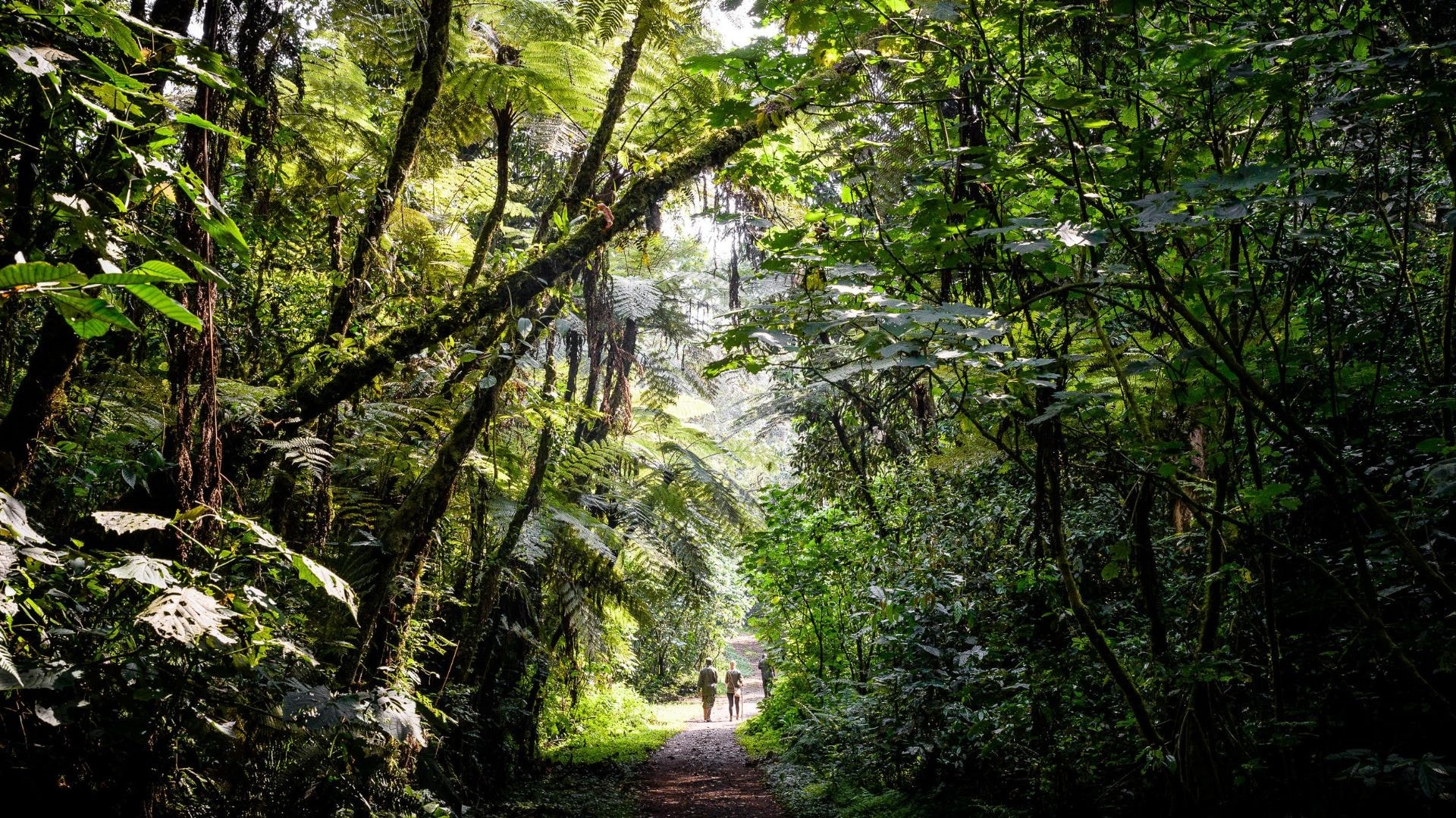 Gorilla Forest Lodge, an A&K Sanctuary – Bild 3