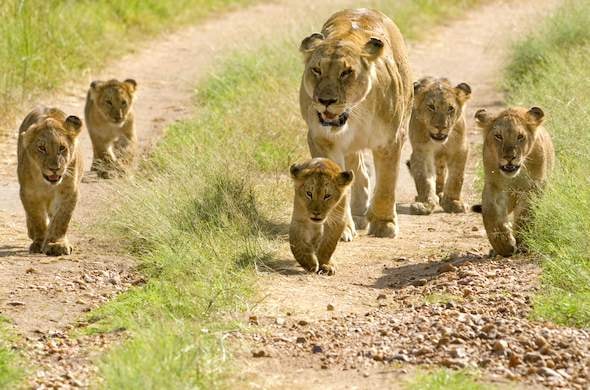 Sarova Salt Lick Game Lodge – Bild 12