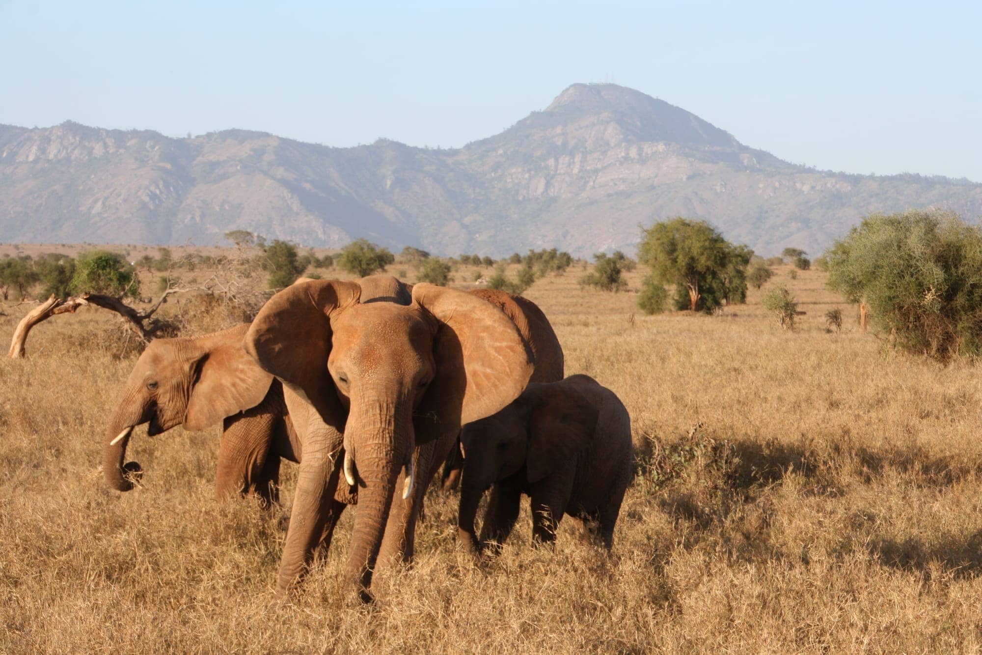 Sarova Salt Lick Game Lodge – Bild 11