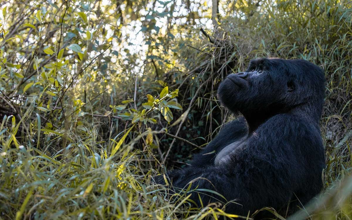 Bwindi Lodge – Bild 5