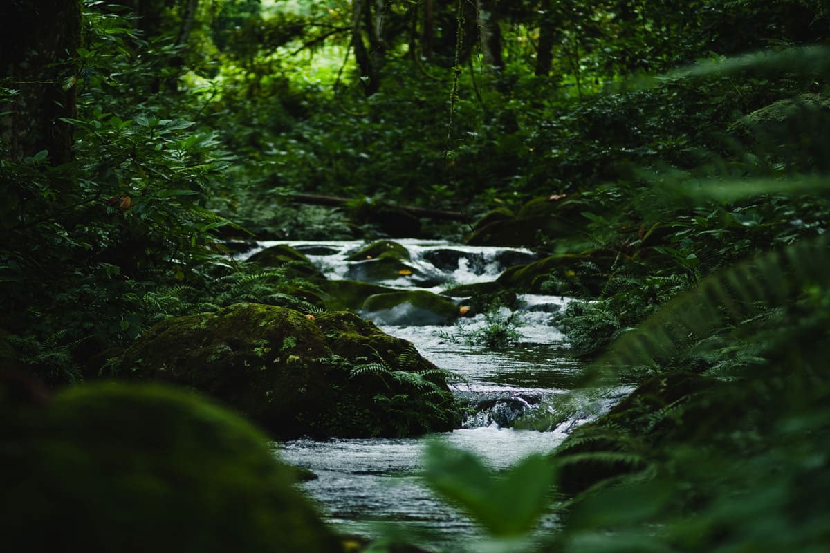 Bwindi Lodge – Bild 6