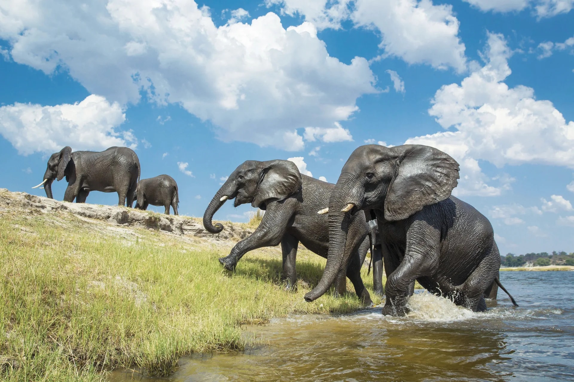 Chobe Game Lodge – Bild 9