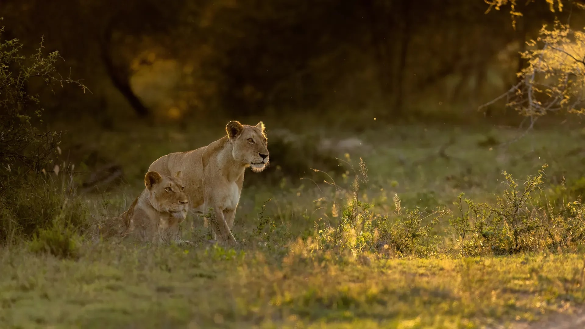 Lion Sands River Lodge – Bild 5