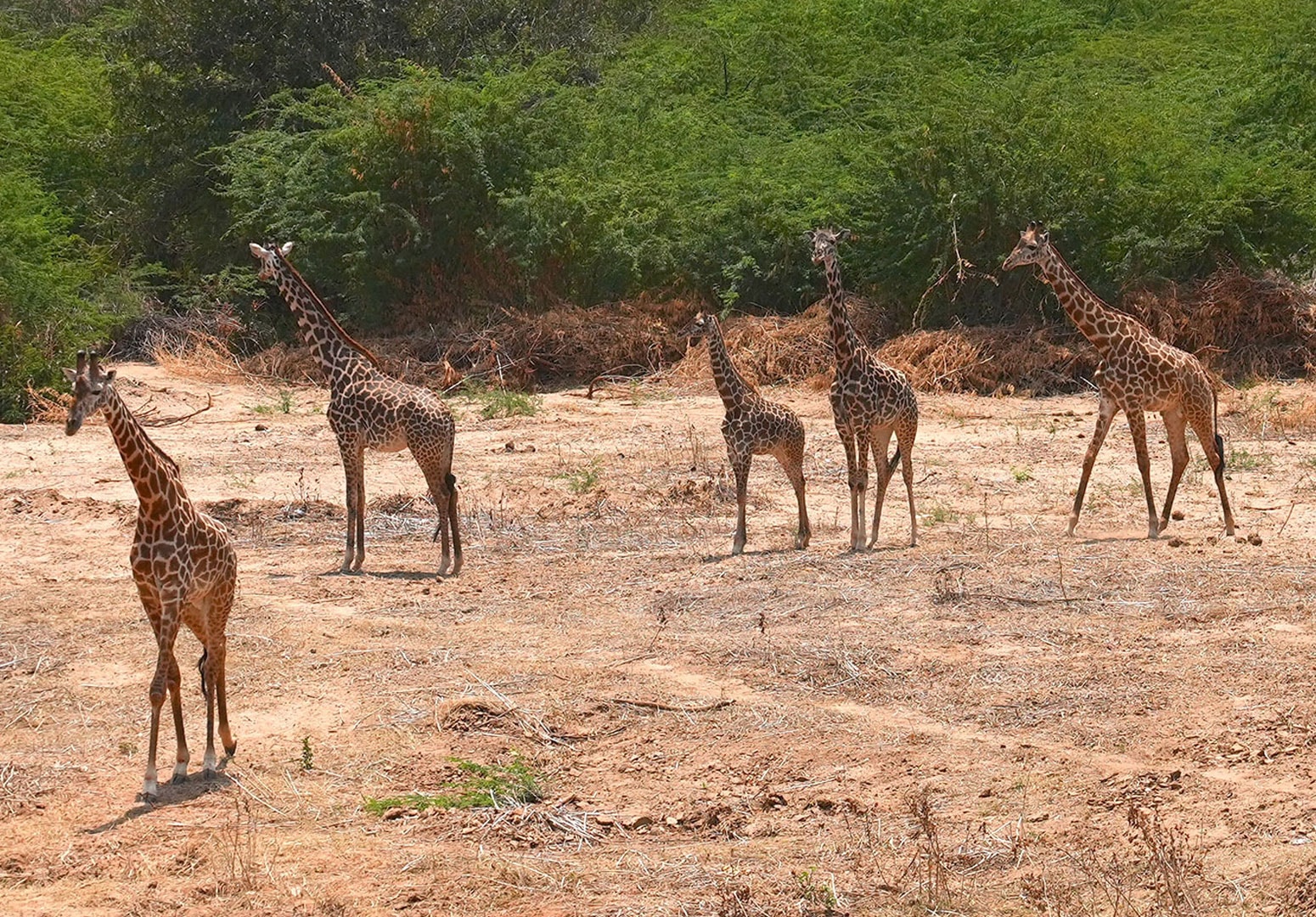 Manyatta Camp – Bild 4