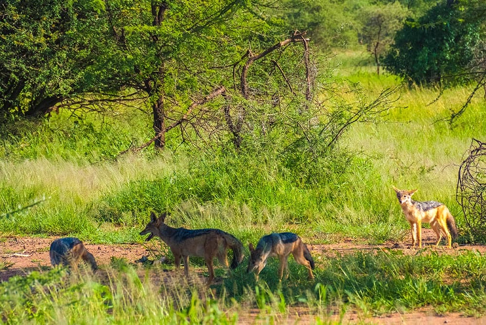 Sueños de África Luxury Camp