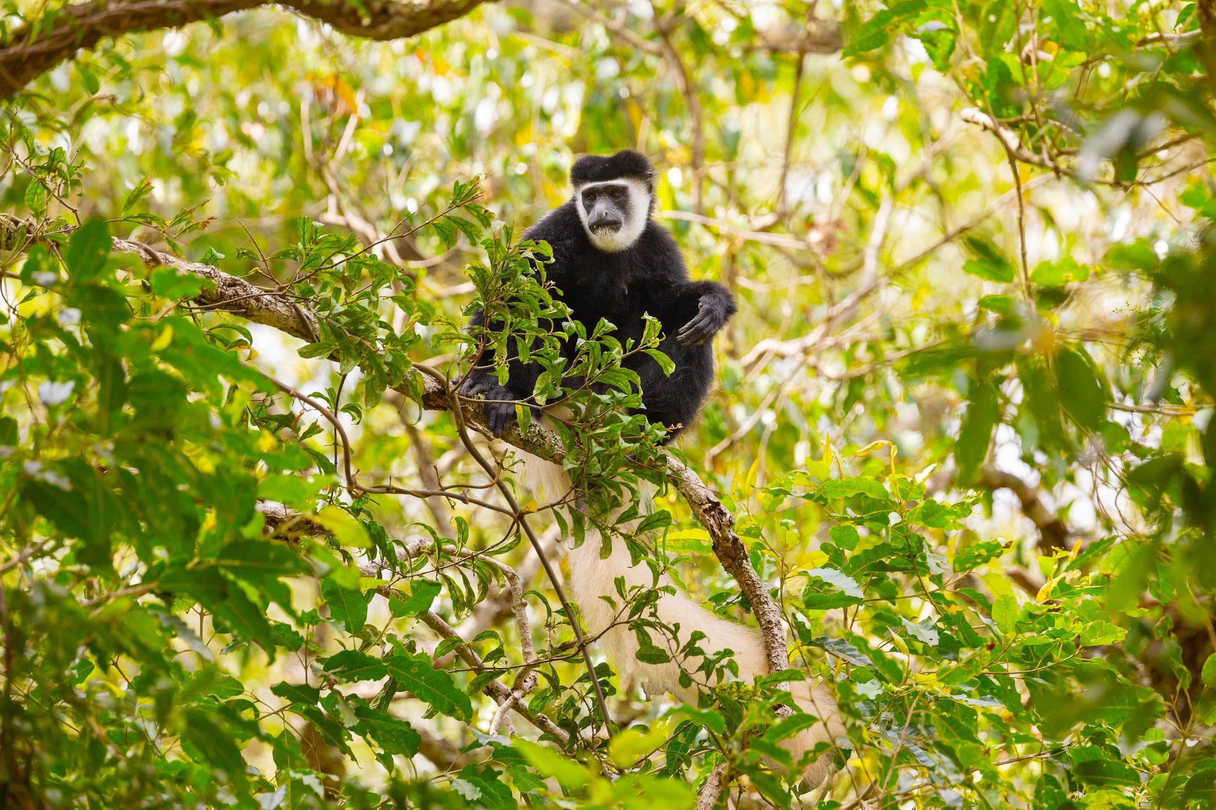 Colobus-Affe im Bergregenwald des Kilimandscharo