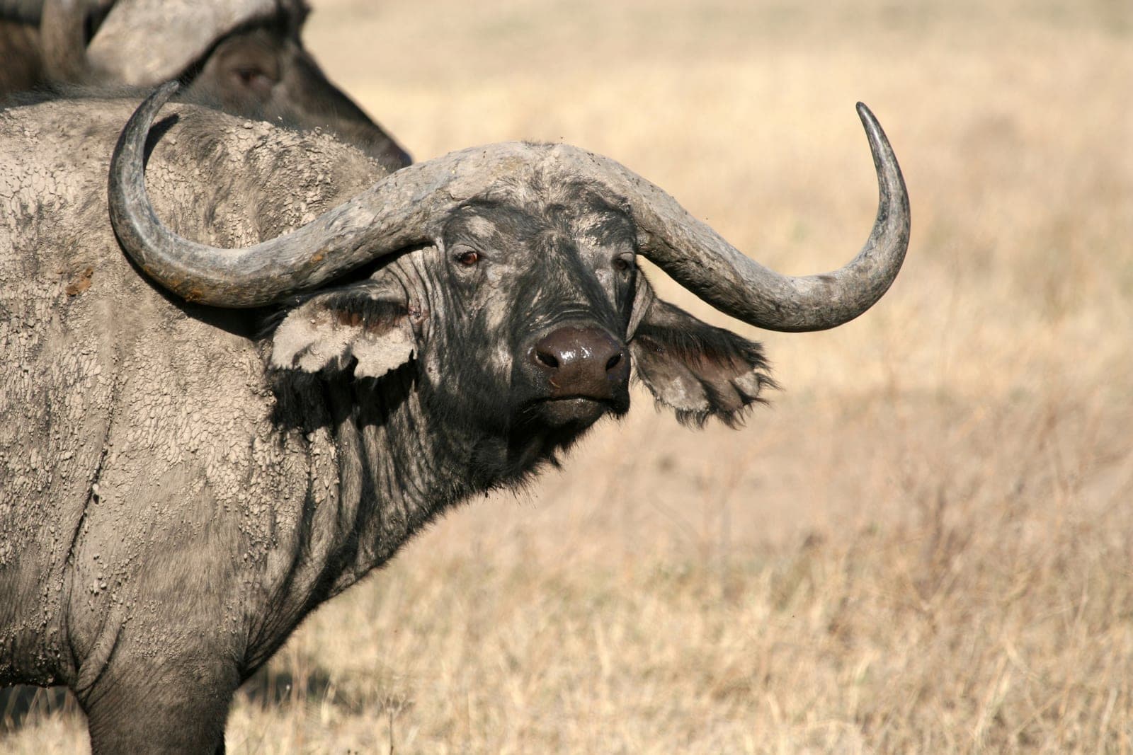 Herde Afrikanischer Büffel in hohem Savannengras