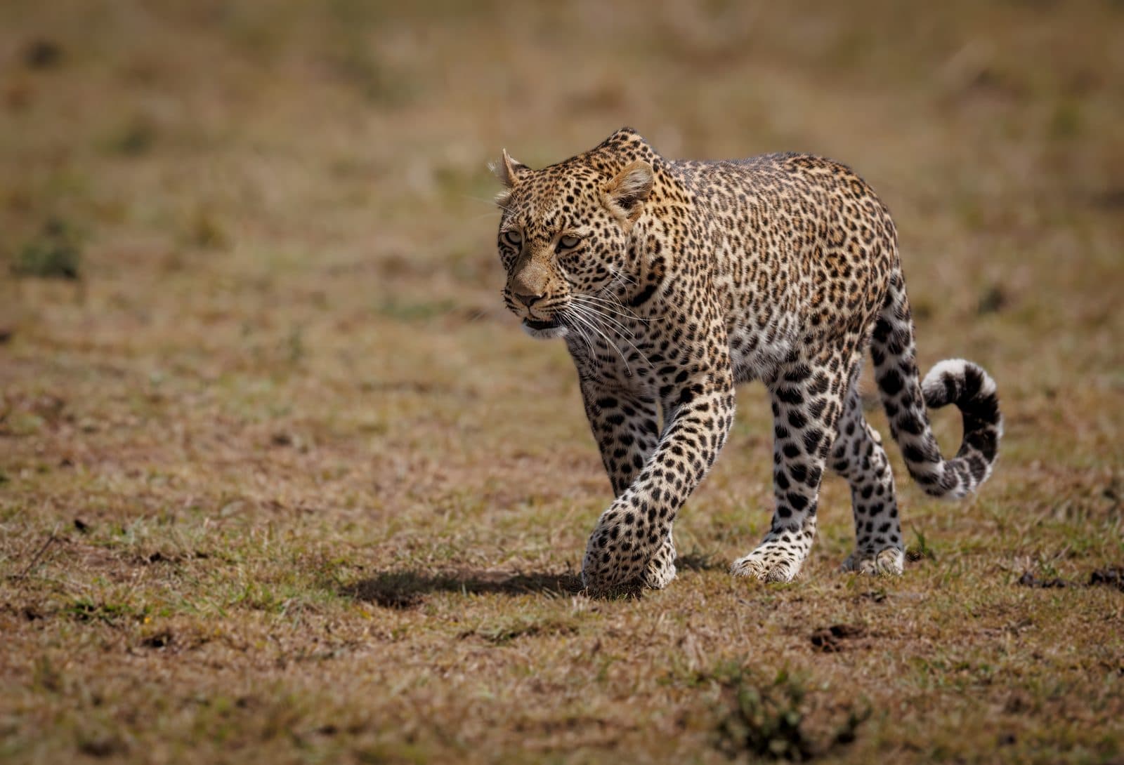 Afrikanischer Leopard ruht auf einem Baumstamm